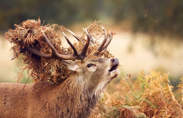 Primo Piano Cervo Rosso Con Vegetazione Sulle Corna Durante Stagione — Foto Stock