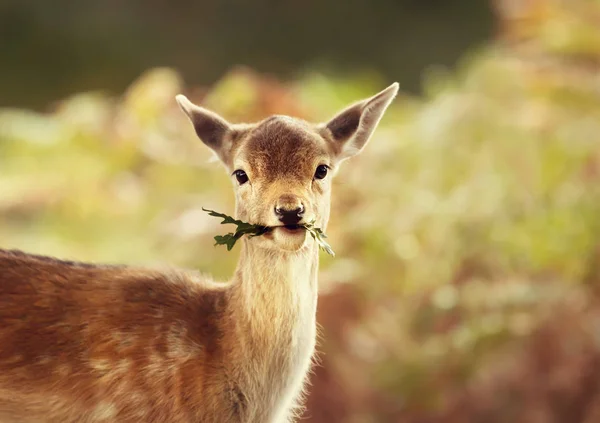 Close Fallow Deer Fawn Eating Leaves — Stock Photo, Image