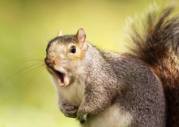 Dekat Dengan Yawning Tupai Abu Abu Inggris — Stok Foto