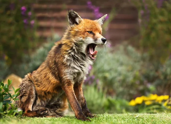 Крупним Планом Red Fox Позіхання Великобританія — стокове фото