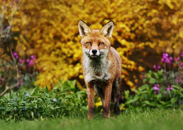 Közelkép Vörös Róka Állandó Előtt Sárga Virágzó Cserje Egyesült Királyság — Stock Fotó