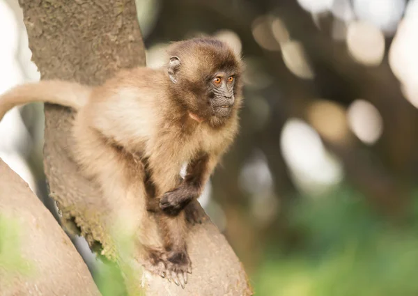 Close Bebê Macaco Gelada Uma Árvore Montanhas Simien Etiópia — Fotografia de Stock