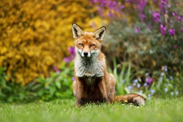 Close Red Fox Sitting Front Yellow Flowering Scrub — Stock Photo, Image