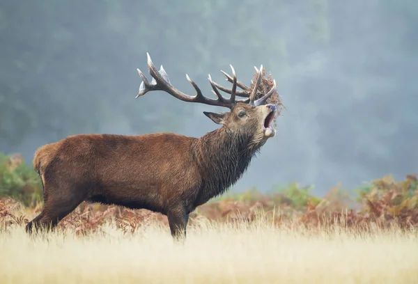 わだち掘れ 英国のシーズン中に霧秋の朝を呼ぶレッド ディア牡鹿のクローズ アップ — ストック写真