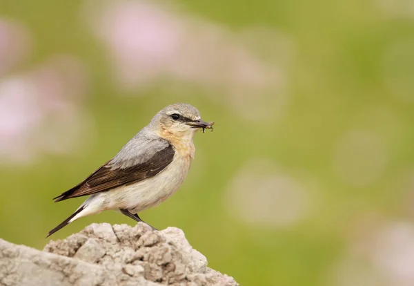 Close Northern Wheatear Meadow Colorful Background — Stock Photo, Image