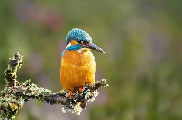 Nahaufnahme Eines Eisvogels Der Vor Buntem Hintergrund Hockt — Stockfoto