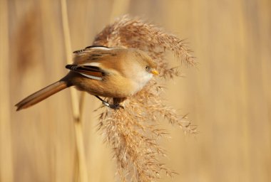 Sakallı baştankara tohumları reed yatakta besleme