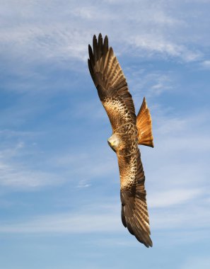 Uçuş mavi gökyüzü karşı kırmızı uçurtma