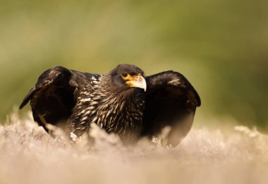 Çizgili Caracara yakın yeşil arka karşı çekim