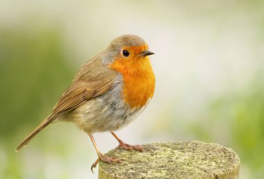 Avrupa ahşap bir yazı üzerine tünemiş Robin
