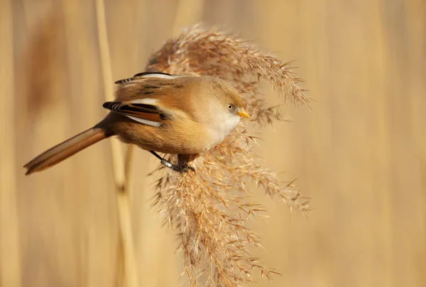 Skäggiga tit utfodring på frön i en reed-säng — Stockfoto