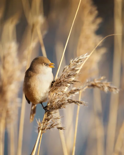 Bearded tit feeding on seeds in a reed bed — Stock Photo, Image