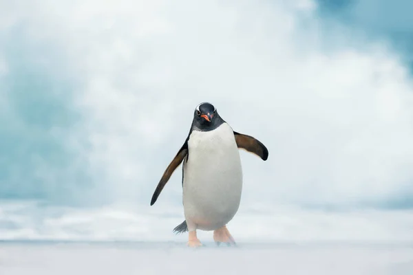 Pingüino Gentoo viniendo a la orilla de un océano Atlántico tormentoso —  Fotos de Stock