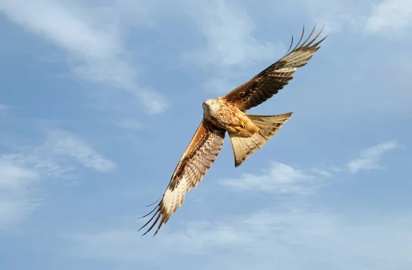 Rotmilan im Flug vor blauem Himmel — Stockfoto