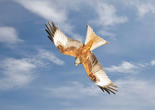 Aquilone rosso in volo contro il cielo blu — Foto Stock