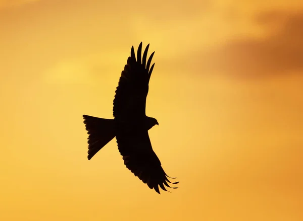Sylwetka red Kite w locie — Zdjęcie stockowe