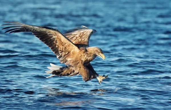 魚を捕るオジロワシ海鷲のクローズ アップ — ストック写真