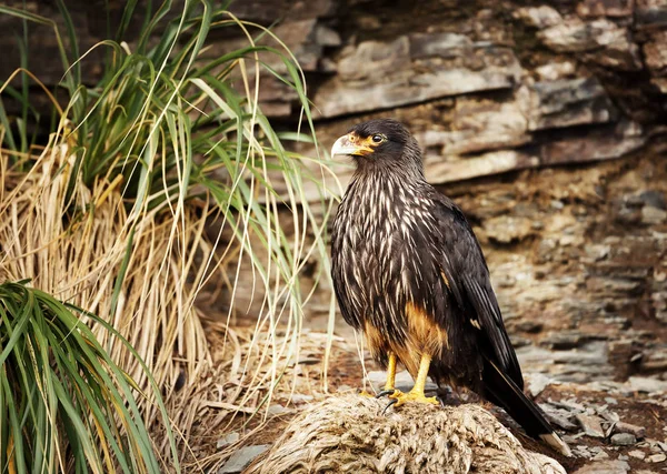 Çizgili Caracara kuru ot yığını üzerinde tünemiş