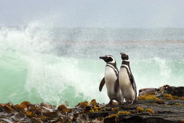 Two Magellanic penguins standing on a shore and watching stormy — Stock Photo, Image