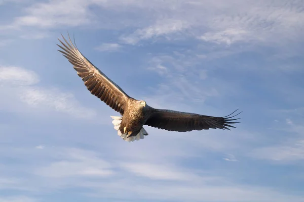 Nahaufnahme eines Seeadlers im Flug — Stockfoto