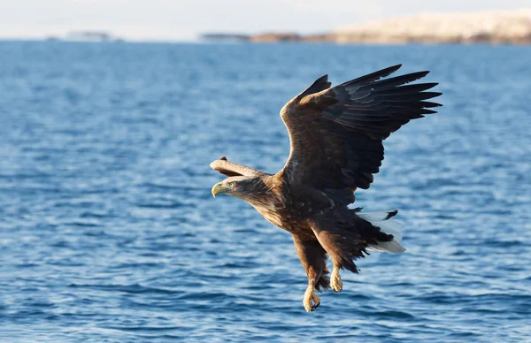 Κοντινό πλάνο του μια θάλασσα θαλασσαετός κατά την πτήση — Φωτογραφία Αρχείου