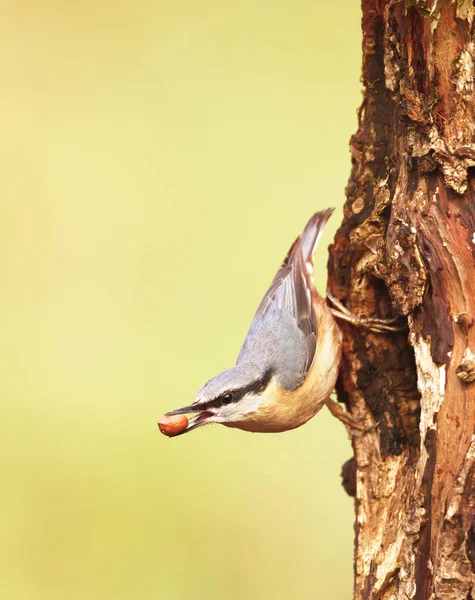 Eurasian Nuthatch with a peanut in the beak — Stock Photo, Image