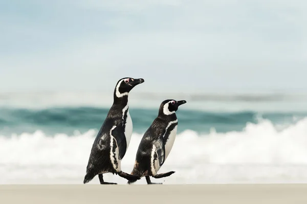 Dos pingüinos magallánicos caminando en una playa de arena — Foto de Stock