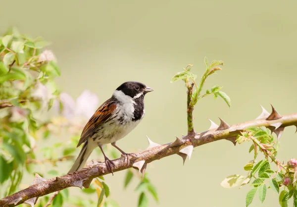 Common reed bunting perched in a rose bush — Stock Photo, Image