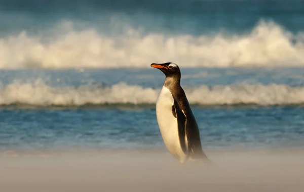 Gentoo tučňák stojí na písečné pláži — Stock fotografie