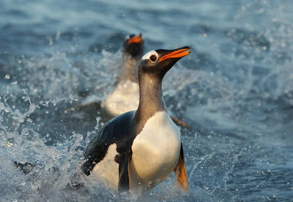 Primer plano de un pingüino Gentoo buceando en el agua —  Fotos de Stock