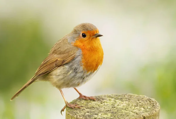 Robin europeo encaramado en un poste de madera — Foto de Stock