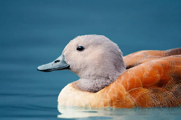 Lähikuva Etelä-Afrikkalainen Shelduck vedessä — kuvapankkivalokuva