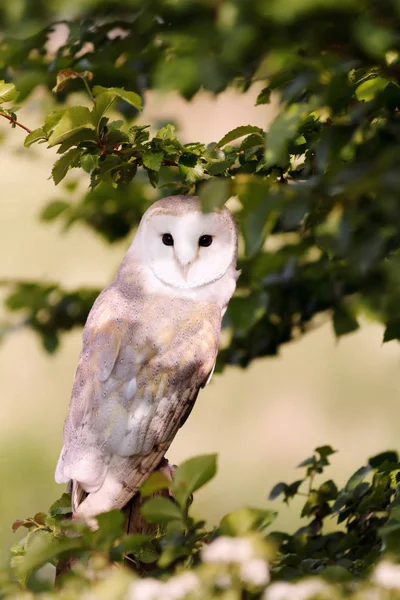 Close up of Barn Owl perching in the tree