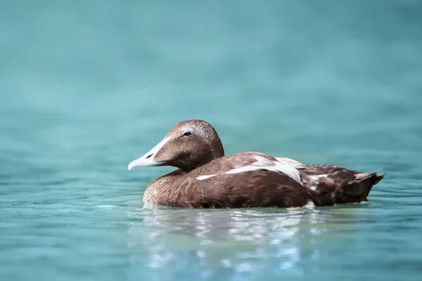 Primer plano de un eider común en el agua — Foto de Stock