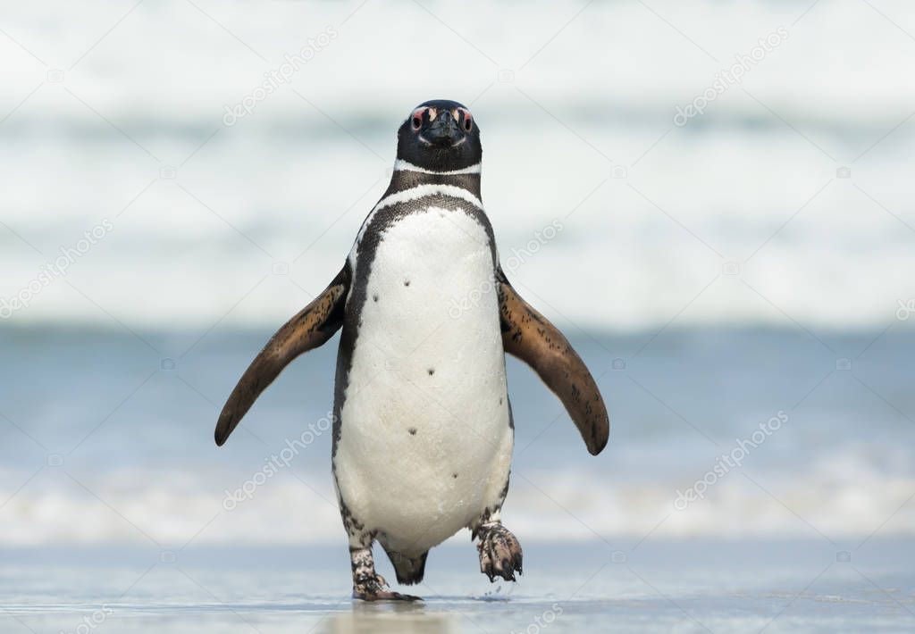 Close up of Magellanic penguin coming ashore