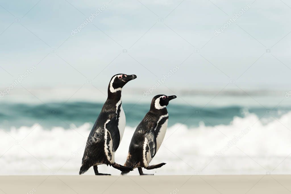 Two Magellanic penguins walking on a sandy beach