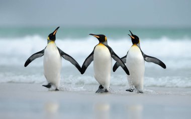Okyanus gelen Kral penguenler