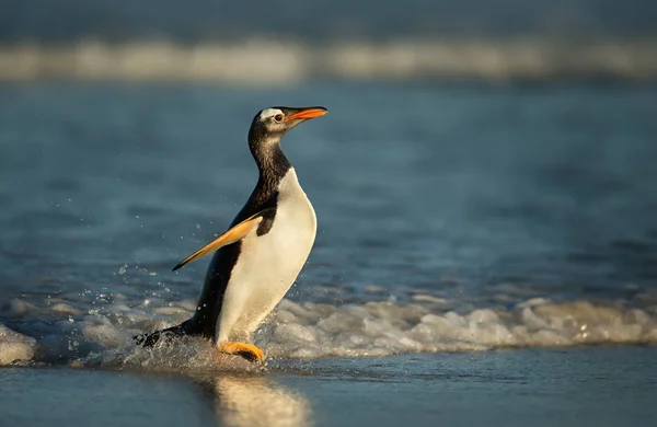Пингвин Gentoo выходит на берег из моря — стоковое фото