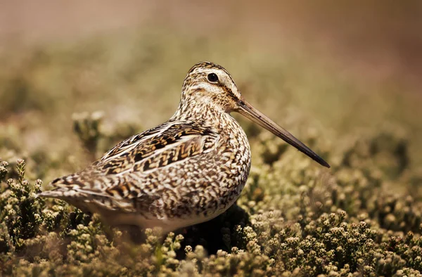 Güney Amerikan çulluğu yakın