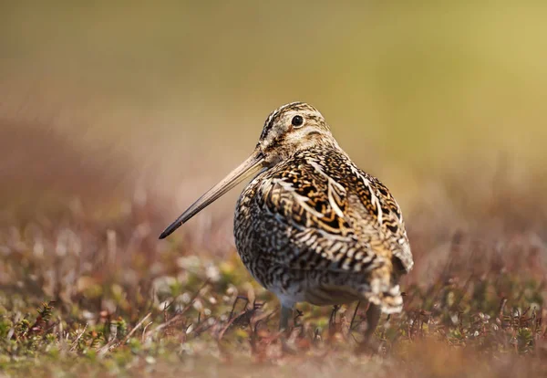 Fechar de um snipe sul-americano — Fotografia de Stock