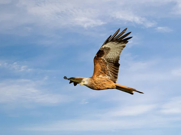 Aquilone rosso in volo contro il cielo blu — Foto Stock