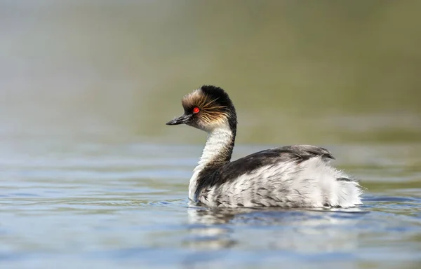 Grebe prateado nadando em um lago de água doce — Fotografia de Stock