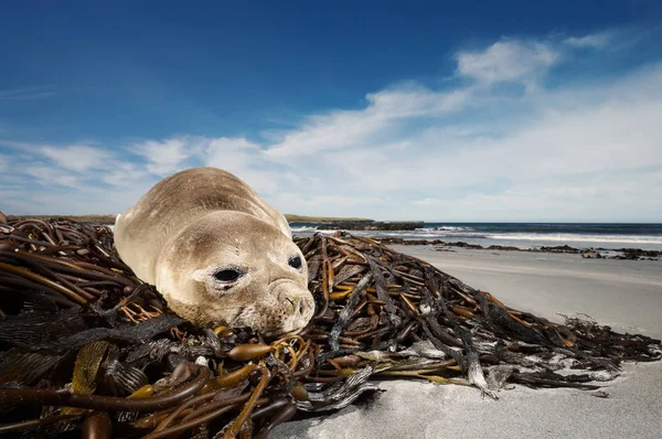 Cucciolo di foca elefante meridionale sdraiato sulle alghe — Foto Stock