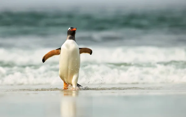 Gentoo ペンギンが荒れ狂う海から上陸 — ストック写真