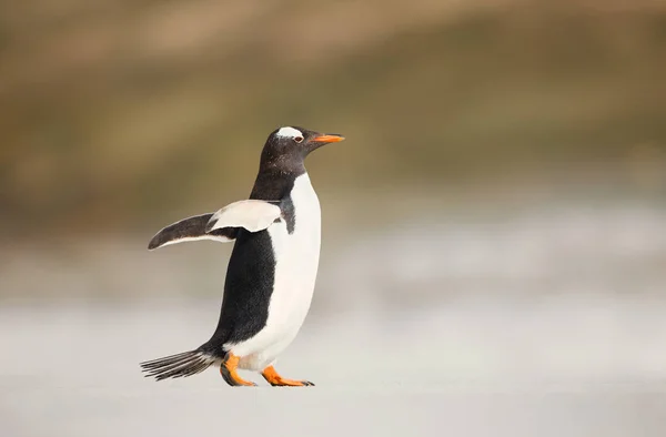 Gentoo pinguïn wandelen op een zandstrand — Stockfoto