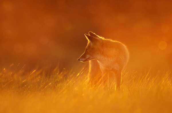 Close up of a Red fox (Vulpes vulpes) at sunset.