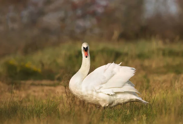 Close up de um cisne mudo em zonas húmidas — Fotografia de Stock