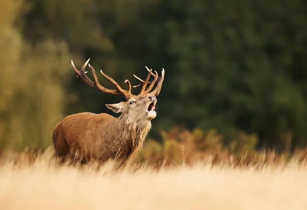 Red deer calling during rutting season in autumn — Stock Photo, Image