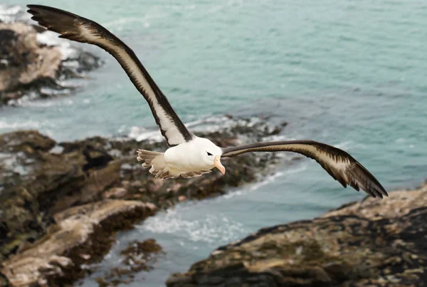 Gros plan d'un Albatros à tête noire en vol — Photo