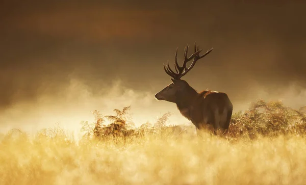 Sisli bir sonbahar sabahı güneşin doğuşunda kırmızı geyik — Stok fotoğraf